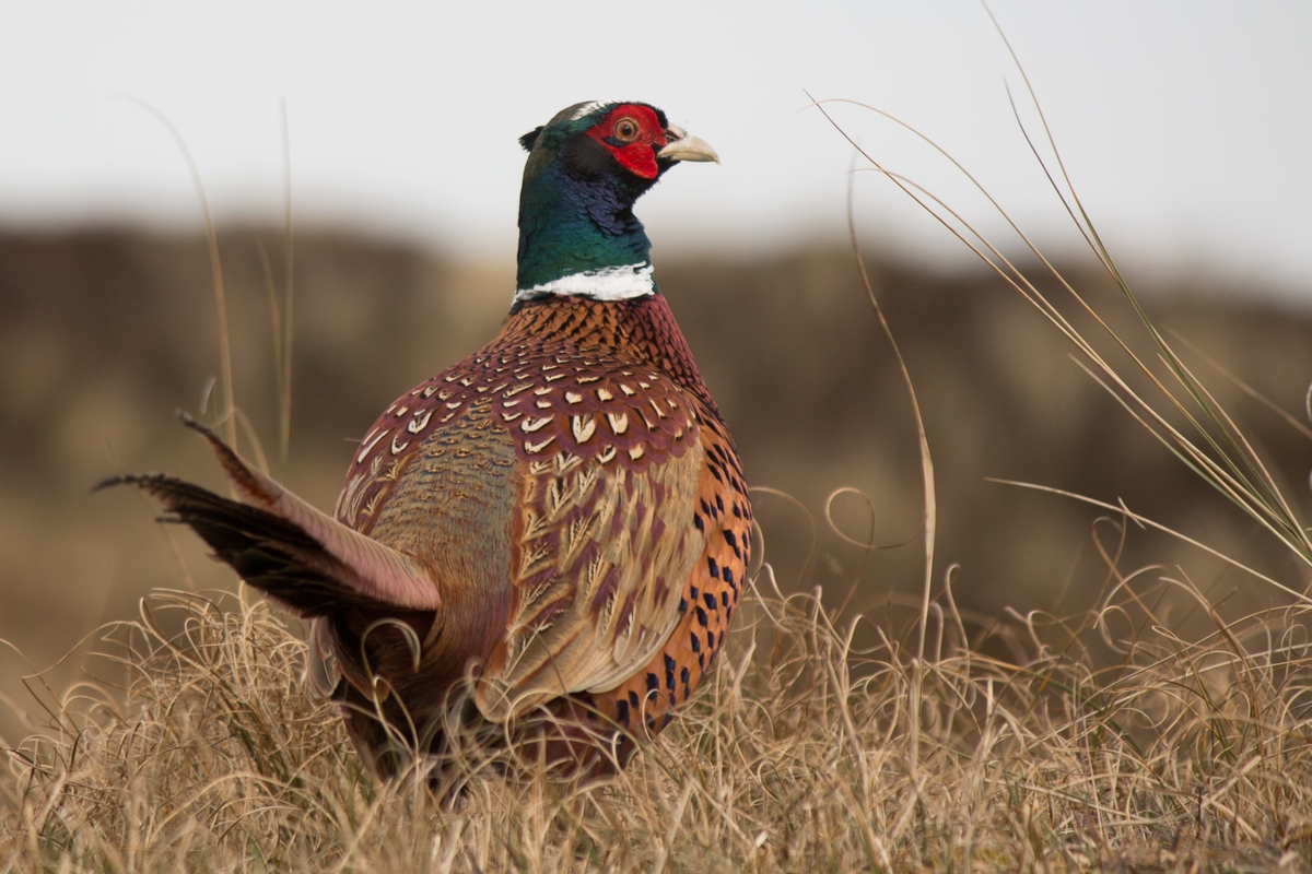 Who Is Pheasants Forever? Who Is Pheasants Forever?